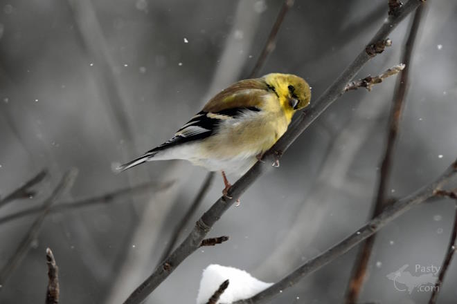 Photo by Bob Gilreath