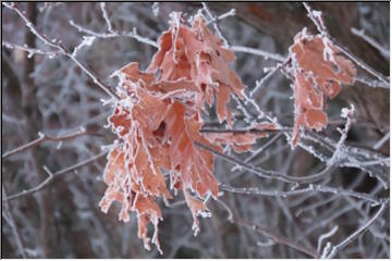Heavy Frost