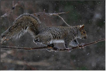 Squirrels in action