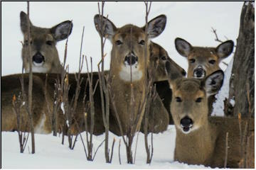 Deer gathering in Gay