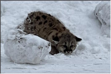 Cougar Cubs in Ontonagon County