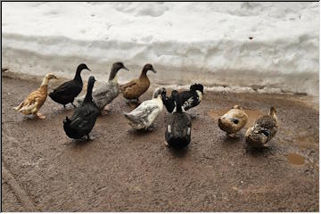 Rainy Duck day