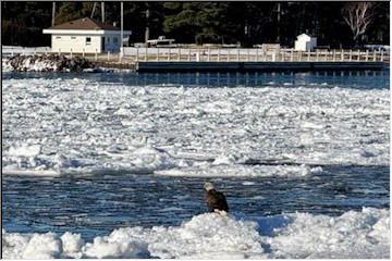Eagle Harbor Eagle