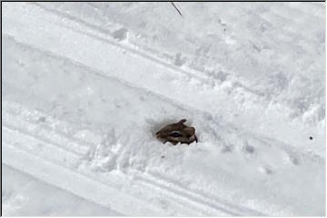 Fun encounter skiing