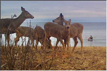 Kayakers spying on the deer