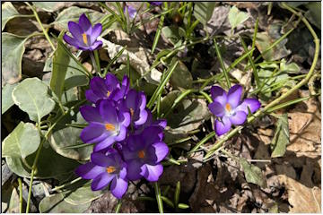 Spring Blooms