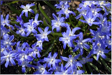 Wildflowers blooming