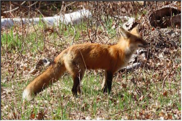 Critters in the Keweenaw