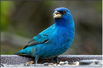 Colorful birds