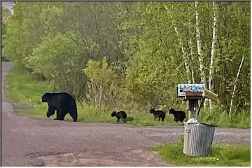 Mama bear, cubs and a moose
