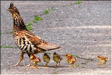 Little Chicks all in a row