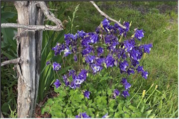 Columbines and Irises