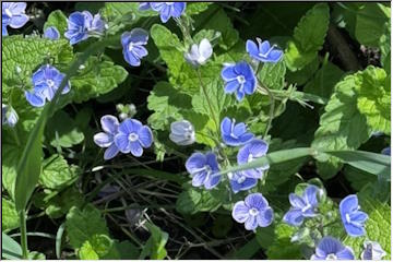 Wildflowers