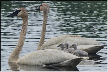 Calumet Lake Swan family