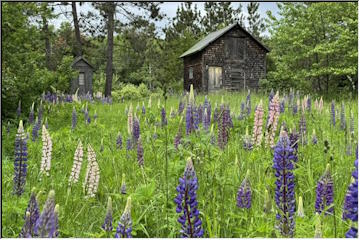 Lupines on country backroads