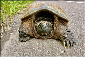 Snapping Turtle