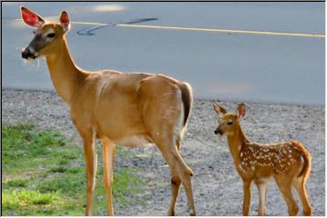 Doe and fawn