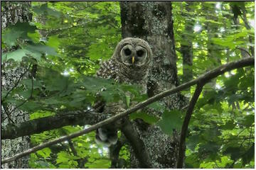 Barred Owls