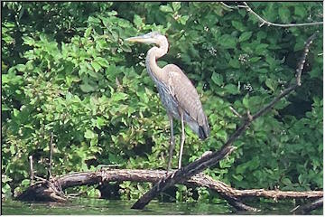 Great Blue Heron