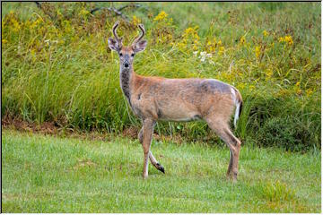 Bucks and babies