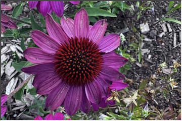 Colorful flowers