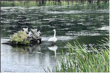 Trumpeter Swan doubles