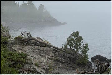 Fallen Esrey Tree