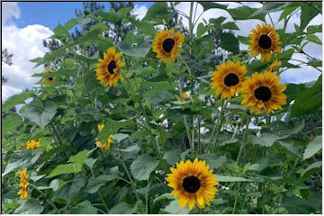 Sunflowers are blooming