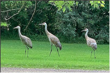New neighbors in Chassell