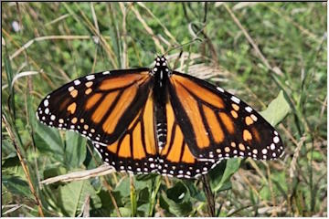 Butterfly Migration=