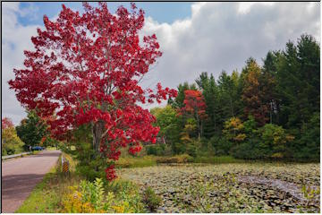 Fall colors
