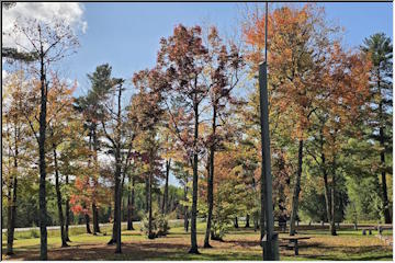 Ewen Pines roadside park