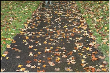 Leaves in the rain