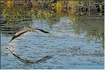 In flight