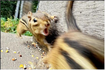 Critters