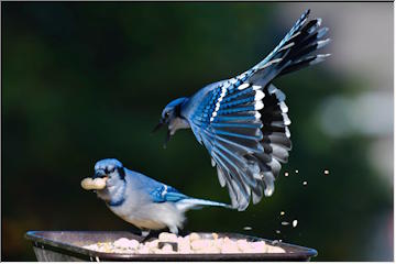 Birds of Munising