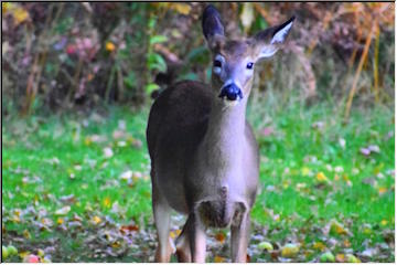 Fall visitor