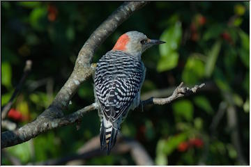 Birds of Munising
