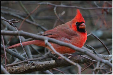 Munising birdwatching