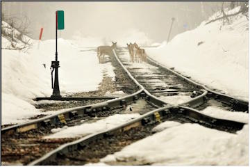 Deer on the tracks