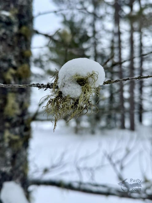 Photo by Melanie Hakala Rossi