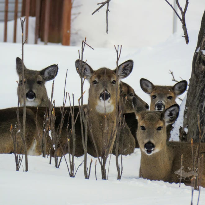 Photo by Jean Dessellier