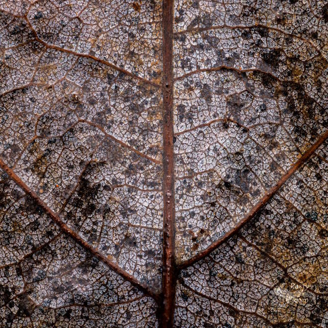 Photo by Chris Hendra