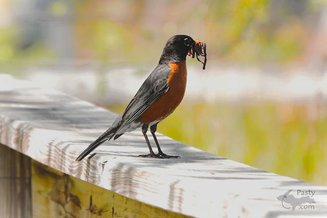 Photo by Nancy Haun