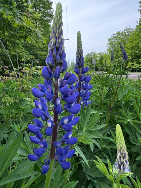 Photo by Judy Byykkonen
