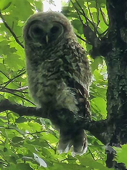 Photo by Laurie Bashaw
