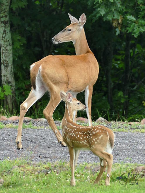 Photo by Joy Ziemnick