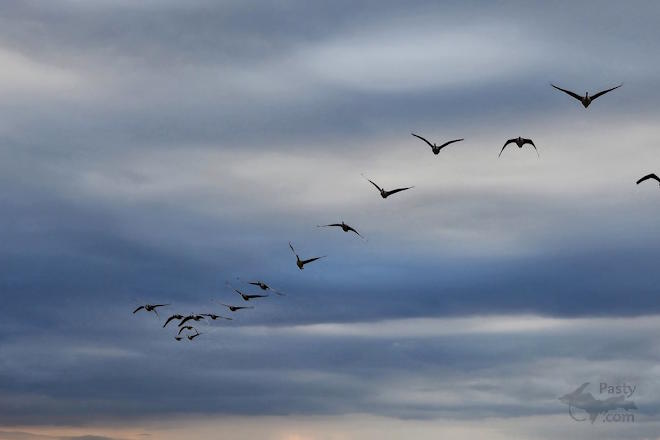 Photo by Laurie Bashaw