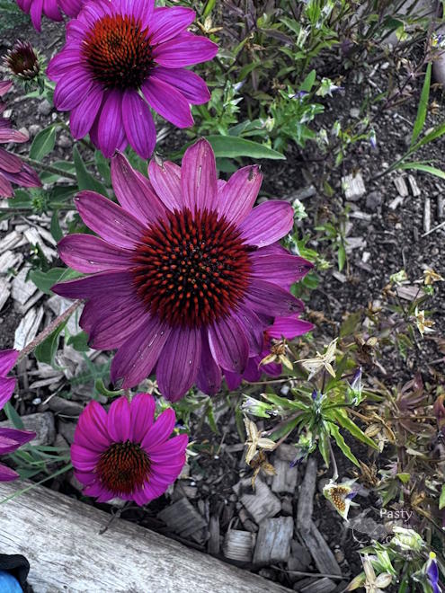 Photo by Judy Byykkonen