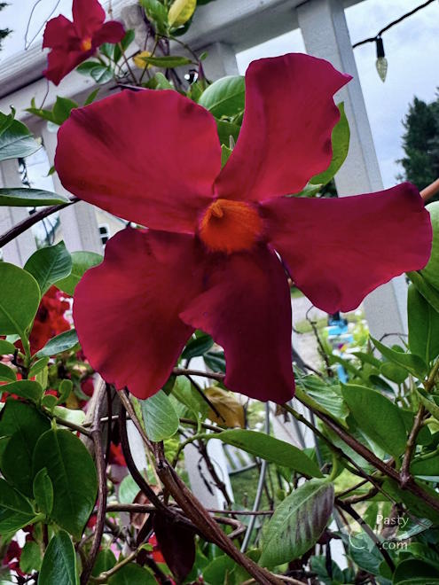 Photo by Judy Byykkonen